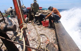 Việt Nam mong EU sớm gỡ thẻ vàng với thủy hải sản