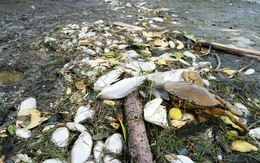 Cá chết trắng ao cạnh sông Trường Giang