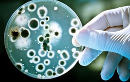 Khi nấu, vi khuẩn staphylococcus bị diệt, nhưng độc tố thì không