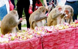 Độc lạ tiệc buffet dành cho khỉ