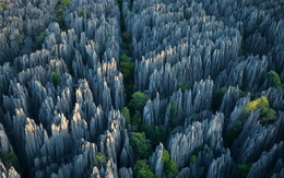 Khu rừng "gồ ghề" ở Madagascar
