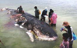 Cá nhà táng chết dạt vào bờ với 5,9 kg rác nhựa trong bụng
