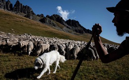 Theo chân người chăn cừu trên vùng đồng cỏ núi Alps