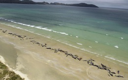 Bất thường 145 con cá voi lao lên bờ nằm chết