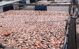 Hàng tấn cá diêu hồng ở lồng bè chết, thiệt hại tiền tỉ