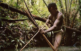 Tới Tây Papua xem bộ lạc Kombai làm nhà cao chót vót