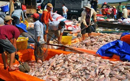 Hỗ trợ 12,2 tỉ đồng cho 129 hộ dân nuôi cá lồng bè trên sông La Ngà