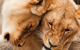 Nam Phi tính cách chấm dứt cho phép săn bắn sư tử