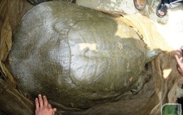 Nghiên cứu kế hoạch ghép đôi sinh sản cho rùa Hoàn Kiếm