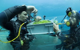 Trang trại trồng rau dưới biển đầu tiên trên thế giới