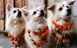 Kukur Tihar - lễ hội tuyên dương những chú chó tại Nepal