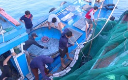 Tận diệt hải sản trong khu bảo tồn biển Lý Sơn