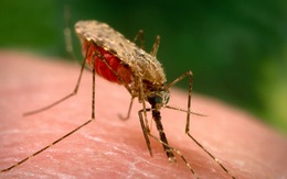 Nghiên cứu phương thức mới tiêu diệt mầm bệnh sốt rét trong gan