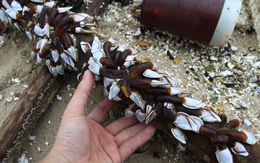 Sinh vật biển theo rác thải trôi dày đặc trên bãi biển Đà Nẵng
