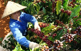 Nhiều rủi ro trong xuất khẩu cà phê