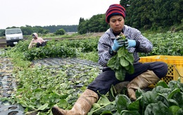 Lao động Việt Nam tại Nhật có thể nhận nhiều ưu đãi