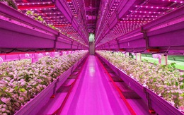 Công nghệ trồng rau bằng đèn LED thay ánh mặt trời