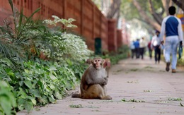 Đàn khỉ hàng nghìn con "xâm chiếm" Ấn Độ