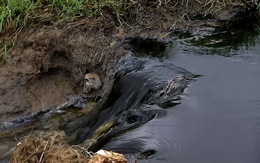 Nước thải đen ngòm từ nhà máy phân vi sinh chảy ra môi trường