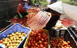 Nông dân thua lỗ nặng vì bị cung cấp giống cà chua “lạ”