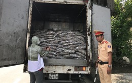 Giữ xe chở 3,5 tấn cá tạp hôi thối ở Đà Nẵng