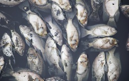 Cá chết trắng ở hồ điều hòa Cửa Nam, Nghệ An