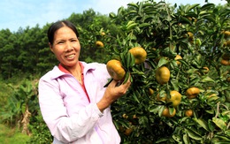 Cam vàng Vạn Yên