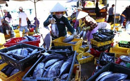 Công bố nhãn hiệu 'Cá ngừ đại dương Bình Định'