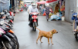 Đề xuất quản lý chó nuôi ở Hà Nội bằng phần mềm