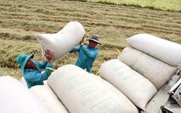 Thủ tướng yêu cầu tăng dự trữ 200.000 tấn gạo để chặn đà giảm giá
