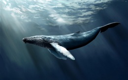 Bạn có biết cá voi từng có... 4 chân?