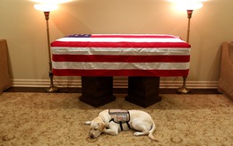 Những điều cảm động về chú chó của cố Tổng thống Bush 'cha' mà có thể bạn chưa biết