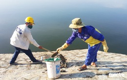 Cá ở hồ điều hòa Cửa Nam chết do nước ô nhiễm