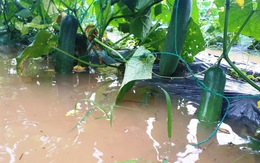 Mưa lớn ngập úng rau vụ tết, nông dân Quảng Nam thấp thỏm
