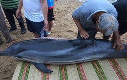 Trải chiếu cứu hộ cá heo 70kg bị thương dạt vô bờ