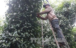 Đắk Lắk 'khát' lao động thu hoạch hồ tiêu