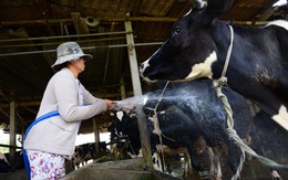 TP.HCM kiến nghị thí điểm bảo hiểm nông nghiệp với bò sữa và bò thịt