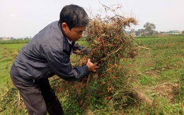 Nghi án phun thuốc diệt cỏ hủy hoại ruộng ớt của nông dân