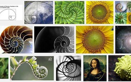 Dãy số Fibonacci và những bí ẩn trong tự nhiên