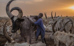 Trải nghiệm cuộc sống chăn bò của người Dinka ở Nam Sudan