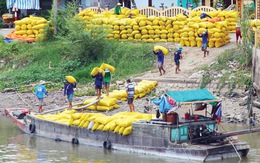Bỏ gánh nặng cho hạt gạo Việt