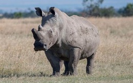Hình ảnh trước lúc chết của chú tê giác trắng châu Phi đực cuối cùng