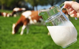 Sữa bò không ảnh hưởng đến đái tháo đường ở trẻ