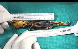 Sự thật bất ngờ về 'xác ướp người ngoài hành tinh' ở Chile