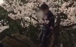 Du khách Trung Quốc trèo cây, lắc hoa anh đào để chụp ảnh