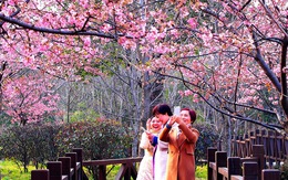 9 địa điểm để ngắm hoa anh đào bên ngoài Nhật Bản