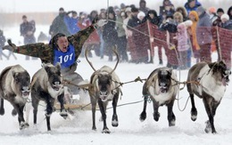 Độc đáo đua tuần lộc tại Siberia