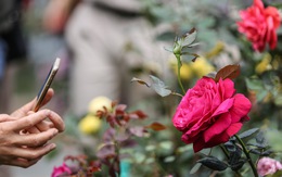 Lễ hội hoa hồng Bulgaria sửa sai, người dân được 'đền bù'