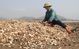 Nghêu chết hàng loạt, nhiều ngư dân Hà Tĩnh trắng tay