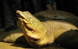 Đã tìm được họ hàng 'cụ rùa hồ Gươm' ở Sơn Tây?